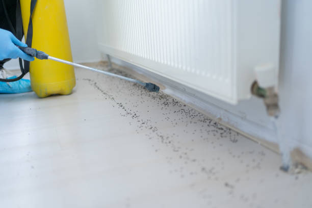 Trusted Blackshear, GA Pest Control Experts