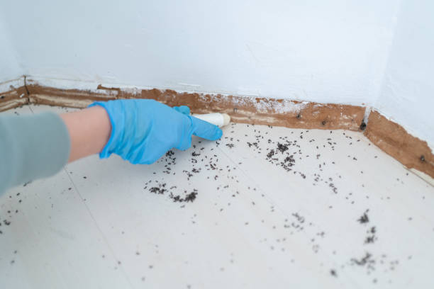 Best Best Pest Control Companies  in Blackshear, GA