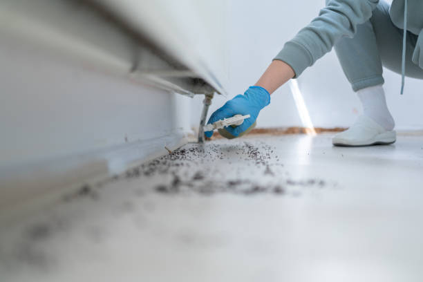 Best Termite Control Services  in Blackshear, GA
